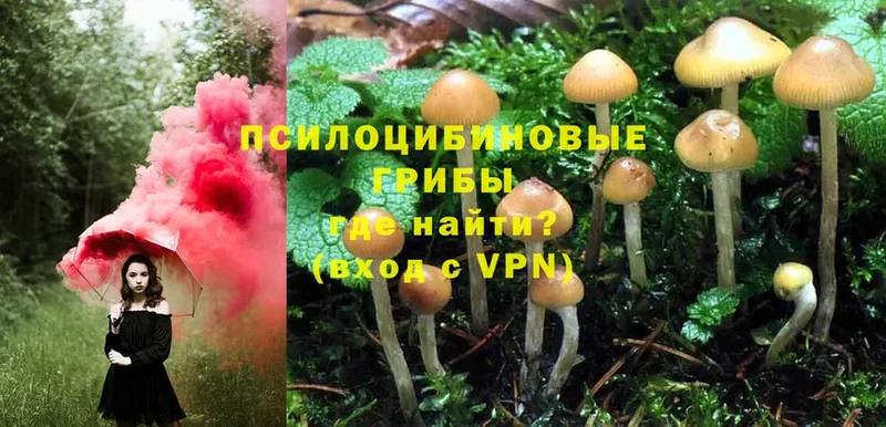 площадка как зайти  Тюмень  Галлюциногенные грибы Psilocybine cubensis 